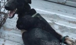 狗狗最新爆料视频播放下载,揭秘萌宠日常，下载观看笑翻天